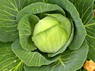 Kohl - auch der w&auml;chst auf der Finca