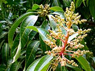 Mangobl&uuml;te
