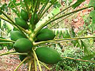 Papaya auf der Finca