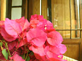 Bougainvillea